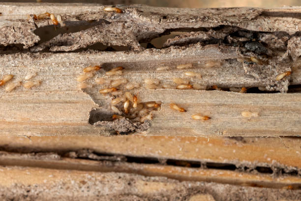 Reliable Chapin, SC Pest Control Solutions